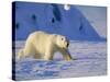 Male Polar Bear(Ursus Maritimus) in Spring, Svalbard/Spitsbergen, Arctic-Lousie Murray-Stretched Canvas