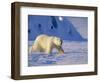 Male Polar Bear(Ursus Maritimus) in Spring, Svalbard/Spitsbergen, Arctic-Lousie Murray-Framed Photographic Print