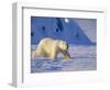 Male Polar Bear(Ursus Maritimus) in Spring, Svalbard/Spitsbergen, Arctic-Lousie Murray-Framed Photographic Print