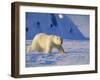 Male Polar Bear(Ursus Maritimus) in Spring, Svalbard/Spitsbergen, Arctic-Lousie Murray-Framed Photographic Print