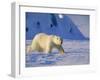 Male Polar Bear(Ursus Maritimus) in Spring, Svalbard/Spitsbergen, Arctic-Lousie Murray-Framed Photographic Print