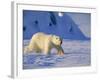 Male Polar Bear(Ursus Maritimus) in Spring, Svalbard/Spitsbergen, Arctic-Lousie Murray-Framed Photographic Print