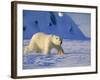 Male Polar Bear(Ursus Maritimus) in Spring, Svalbard/Spitsbergen, Arctic-Lousie Murray-Framed Photographic Print