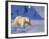 Male Polar Bear(Ursus Maritimus) in Spring, Svalbard/Spitsbergen, Arctic-Lousie Murray-Framed Photographic Print