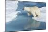 Male Polar Bear (Ursus Maritimus) Jumping over Ice Floes and Blue Water-G&M Therin-Weise-Mounted Photographic Print