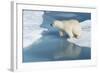 Male Polar Bear (Ursus Maritimus) Jumping over Ice Floes and Blue Water-G&M Therin-Weise-Framed Photographic Print