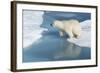 Male Polar Bear (Ursus Maritimus) Jumping over Ice Floes and Blue Water-G&M Therin-Weise-Framed Photographic Print