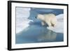 Male Polar Bear (Ursus Maritimus) Jumping over Ice Floes and Blue Water-G&M Therin-Weise-Framed Photographic Print