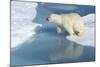 Male Polar Bear (Ursus Maritimus) Jumping over Ice Floes and Blue Water-G&M Therin-Weise-Mounted Photographic Print