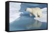 Male Polar Bear (Ursus Maritimus) Jumping over Ice Floes and Blue Water-G&M Therin-Weise-Framed Stretched Canvas