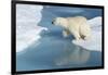 Male Polar Bear (Ursus Maritimus) Jumping over Ice Floes and Blue Water-G&M Therin-Weise-Framed Photographic Print