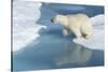 Male Polar Bear (Ursus Maritimus) Jumping over Ice Floes and Blue Water-G&M Therin-Weise-Stretched Canvas