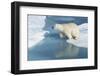 Male Polar Bear (Ursus Maritimus) Jumping over Ice Floes and Blue Water-G&M Therin-Weise-Framed Photographic Print