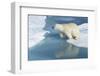 Male Polar Bear (Ursus Maritimus) Jumping over Ice Floes and Blue Water-G&M Therin-Weise-Framed Photographic Print