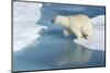 Male Polar Bear (Ursus Maritimus) Jumping over Ice Floes and Blue Water-G&M Therin-Weise-Mounted Photographic Print