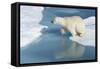 Male Polar Bear (Ursus Maritimus) Jumping over Ice Floes and Blue Water-G&M Therin-Weise-Framed Stretched Canvas