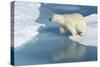 Male Polar Bear (Ursus Maritimus) Jumping over Ice Floes and Blue Water-G&M Therin-Weise-Stretched Canvas