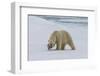 Male Polar bear (Ursus maritimus) walking on pack ice, Svalbard Archipelago, Barents Sea, Arctic, N-G&M Therin-Weise-Framed Photographic Print