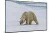 Male Polar bear (Ursus maritimus) walking on pack ice, Svalbard Archipelago, Barents Sea, Arctic, N-G&M Therin-Weise-Mounted Photographic Print