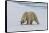 Male Polar bear (Ursus maritimus) walking on pack ice, Svalbard Archipelago, Barents Sea, Arctic, N-G&M Therin-Weise-Framed Stretched Canvas