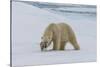 Male Polar bear (Ursus maritimus) walking on pack ice, Svalbard Archipelago, Barents Sea, Arctic, N-G&M Therin-Weise-Stretched Canvas