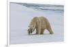 Male Polar bear (Ursus maritimus) walking on pack ice, Svalbard Archipelago, Barents Sea, Arctic, N-G&M Therin-Weise-Framed Photographic Print