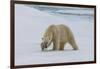 Male Polar bear (Ursus maritimus) walking on pack ice, Svalbard Archipelago, Barents Sea, Arctic, N-G&M Therin-Weise-Framed Photographic Print