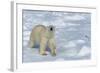 Male Polar Bear (Ursus Maritimus) Walking over Pack Ice, Spitsbergen Island, Svalbard Archipelago-G&M Therin-Weise-Framed Photographic Print