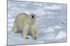Male Polar Bear (Ursus Maritimus) Walking over Pack Ice, Spitsbergen Island, Svalbard Archipelago-G&M Therin-Weise-Mounted Photographic Print