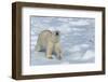 Male Polar Bear (Ursus Maritimus) Walking over Pack Ice, Spitsbergen Island, Svalbard Archipelago-G&M Therin-Weise-Framed Photographic Print