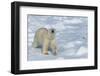 Male Polar Bear (Ursus Maritimus) Walking over Pack Ice, Spitsbergen Island, Svalbard Archipelago-G&M Therin-Weise-Framed Photographic Print