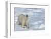 Male Polar Bear (Ursus Maritimus) Walking over Pack Ice, Spitsbergen Island, Svalbard Archipelago-G&M Therin-Weise-Framed Photographic Print