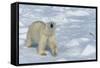 Male Polar Bear (Ursus Maritimus) Walking over Pack Ice, Spitsbergen Island, Svalbard Archipelago-G&M Therin-Weise-Framed Stretched Canvas