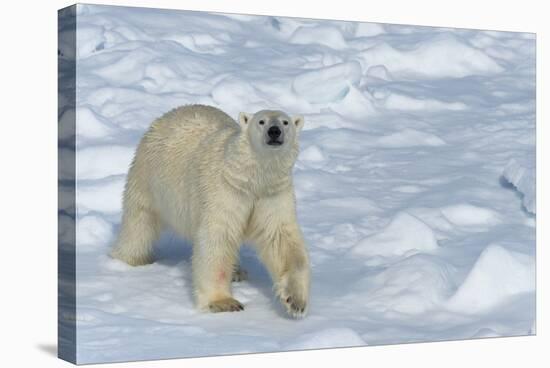 Male Polar Bear (Ursus Maritimus) Walking over Pack Ice, Spitsbergen Island, Svalbard Archipelago-G&M Therin-Weise-Stretched Canvas