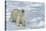 Male Polar Bear (Ursus Maritimus) Walking over Pack Ice, Spitsbergen Island, Svalbard Archipelago-G&M Therin-Weise-Stretched Canvas