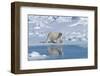 Male Polar Bear (Ursus Maritimus) Walking over Pack Ice, Spitsbergen Island, Svalbard Archipelago-G&M Therin-Weise-Framed Photographic Print