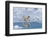 Male Polar Bear (Ursus Maritimus) Walking over Pack Ice, Spitsbergen Island, Svalbard Archipelago-G&M Therin-Weise-Framed Photographic Print