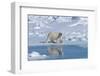 Male Polar Bear (Ursus Maritimus) Walking over Pack Ice, Spitsbergen Island, Svalbard Archipelago-G&M Therin-Weise-Framed Photographic Print