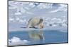 Male Polar Bear (Ursus Maritimus) Walking over Pack Ice, Spitsbergen Island, Svalbard Archipelago-G&M Therin-Weise-Mounted Photographic Print