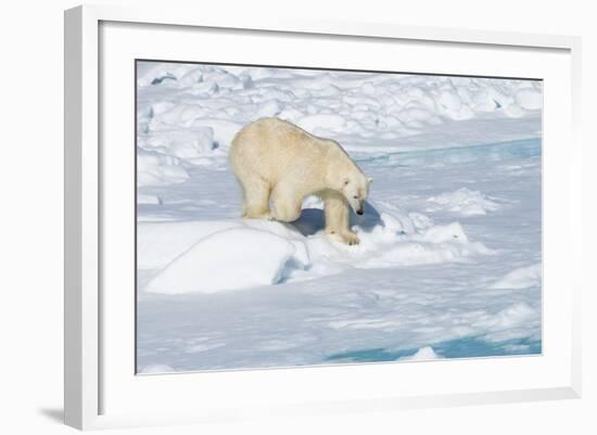 Male Polar Bear (Ursus Maritimus) Walking over Pack Ice, Spitsbergen Island, Svalbard Archipelago-G&M Therin-Weise-Framed Photographic Print