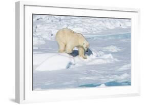 Male Polar Bear (Ursus Maritimus) Walking over Pack Ice, Spitsbergen Island, Svalbard Archipelago-G&M Therin-Weise-Framed Photographic Print