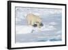 Male Polar Bear (Ursus Maritimus) Walking over Pack Ice, Spitsbergen Island, Svalbard Archipelago-G&M Therin-Weise-Framed Photographic Print