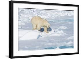 Male Polar Bear (Ursus Maritimus) Walking over Pack Ice, Spitsbergen Island, Svalbard Archipelago-G&M Therin-Weise-Framed Photographic Print