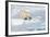 Male Polar Bear (Ursus Maritimus) Walking over Pack Ice, Spitsbergen Island, Svalbard Archipelago-G&M Therin-Weise-Framed Photographic Print