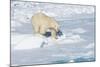 Male Polar Bear (Ursus Maritimus) Walking over Pack Ice, Spitsbergen Island, Svalbard Archipelago-G&M Therin-Weise-Mounted Photographic Print