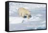 Male Polar Bear (Ursus Maritimus) Walking over Pack Ice, Spitsbergen Island, Svalbard Archipelago-G&M Therin-Weise-Framed Stretched Canvas