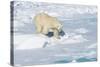 Male Polar Bear (Ursus Maritimus) Walking over Pack Ice, Spitsbergen Island, Svalbard Archipelago-G&M Therin-Weise-Stretched Canvas