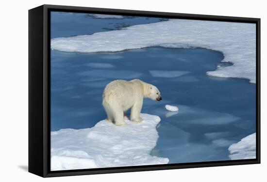 Male Polar Bear (Ursus Maritimus) with Blood on His Nose on Ice Floes and Blue Water-G&M Therin-Weise-Framed Stretched Canvas