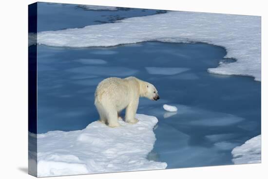 Male Polar Bear (Ursus Maritimus) with Blood on His Nose on Ice Floes and Blue Water-G&M Therin-Weise-Stretched Canvas