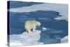 Male Polar Bear (Ursus Maritimus) with Blood on His Nose on Ice Floes and Blue Water-G&M Therin-Weise-Stretched Canvas